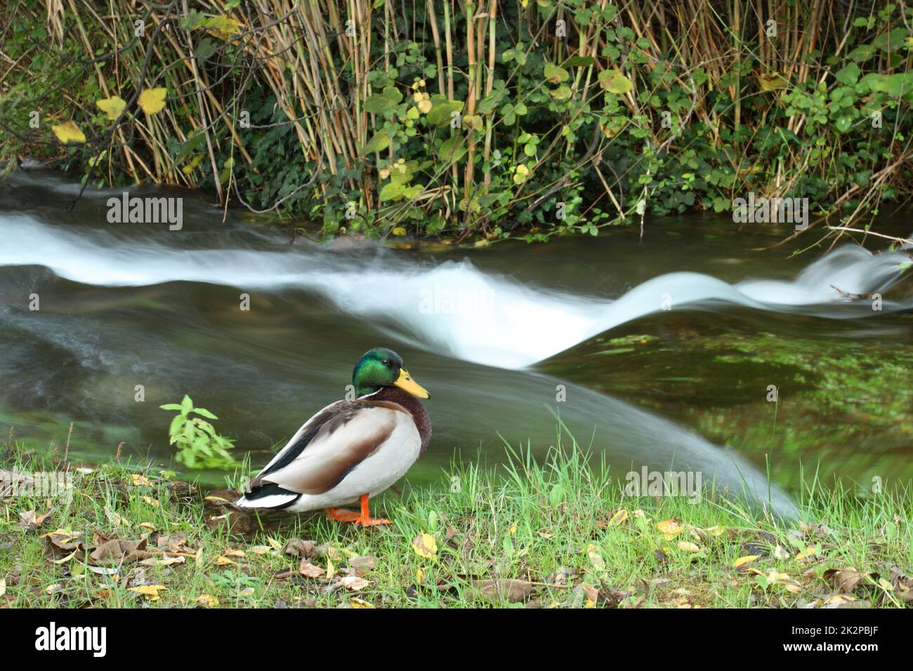 Male wild duck - anas platyrhynchos - standing at water Stock Photo