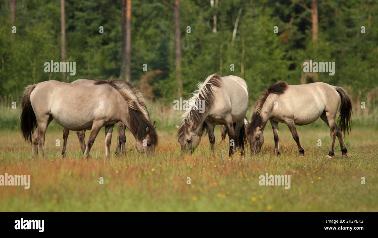 Small herd of Wild horses - Equus ferus - grazing in natural reserve at Marielyst, Denmark Stock Photo