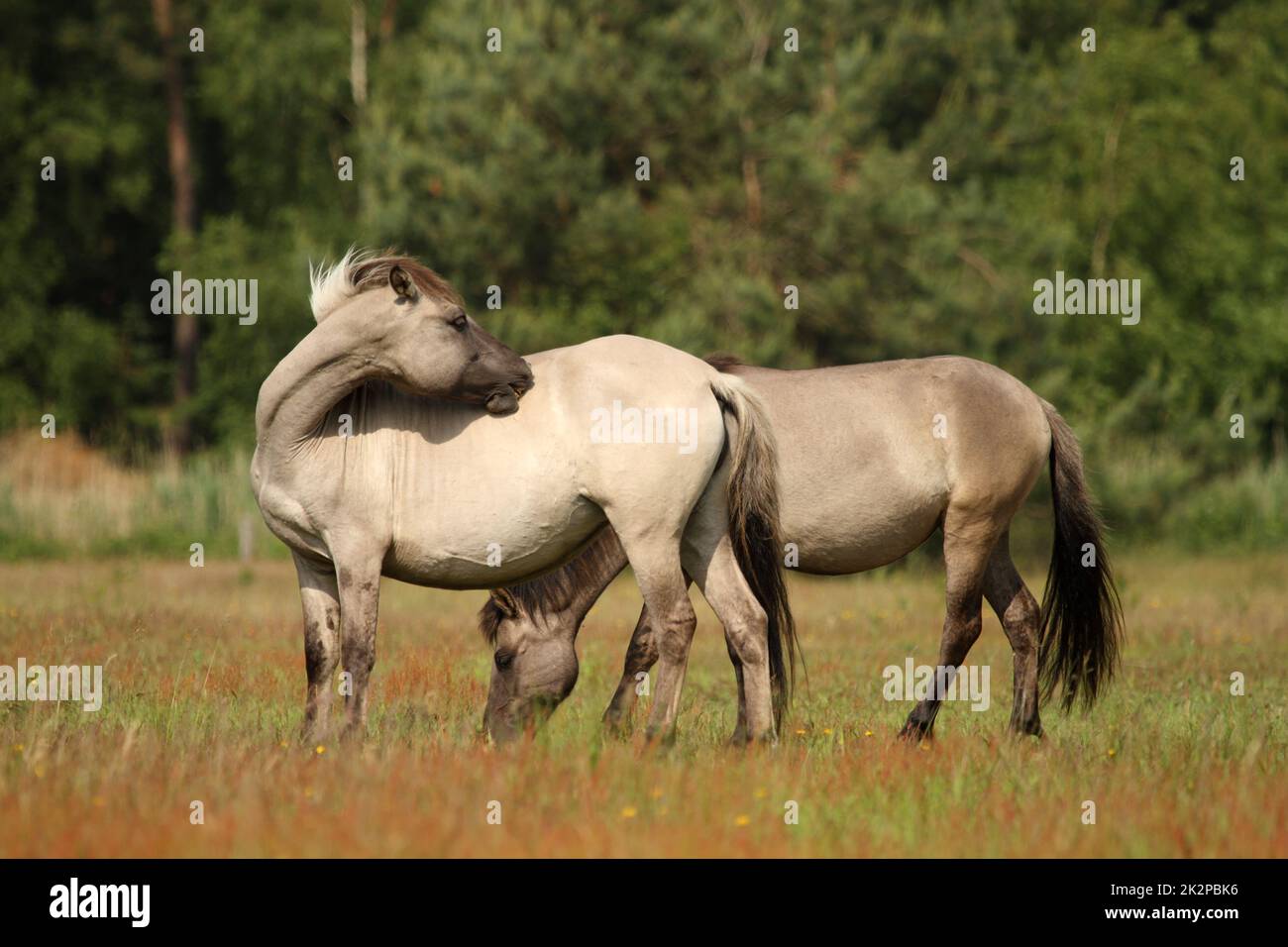 Wild horse - Equus ferus - scratches his side with his teeth in reservation in Marielyst, Denmark Stock Photo