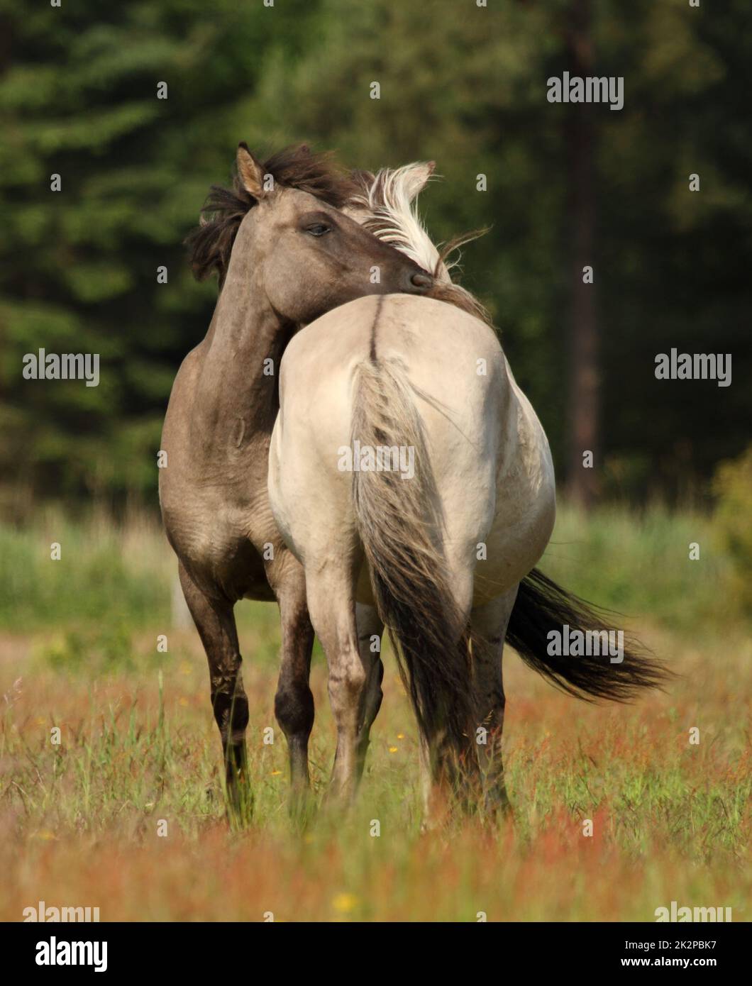 A portrait of two wild horses - Equus ferus - in Marielyst reservation, Denmark Stock Photo