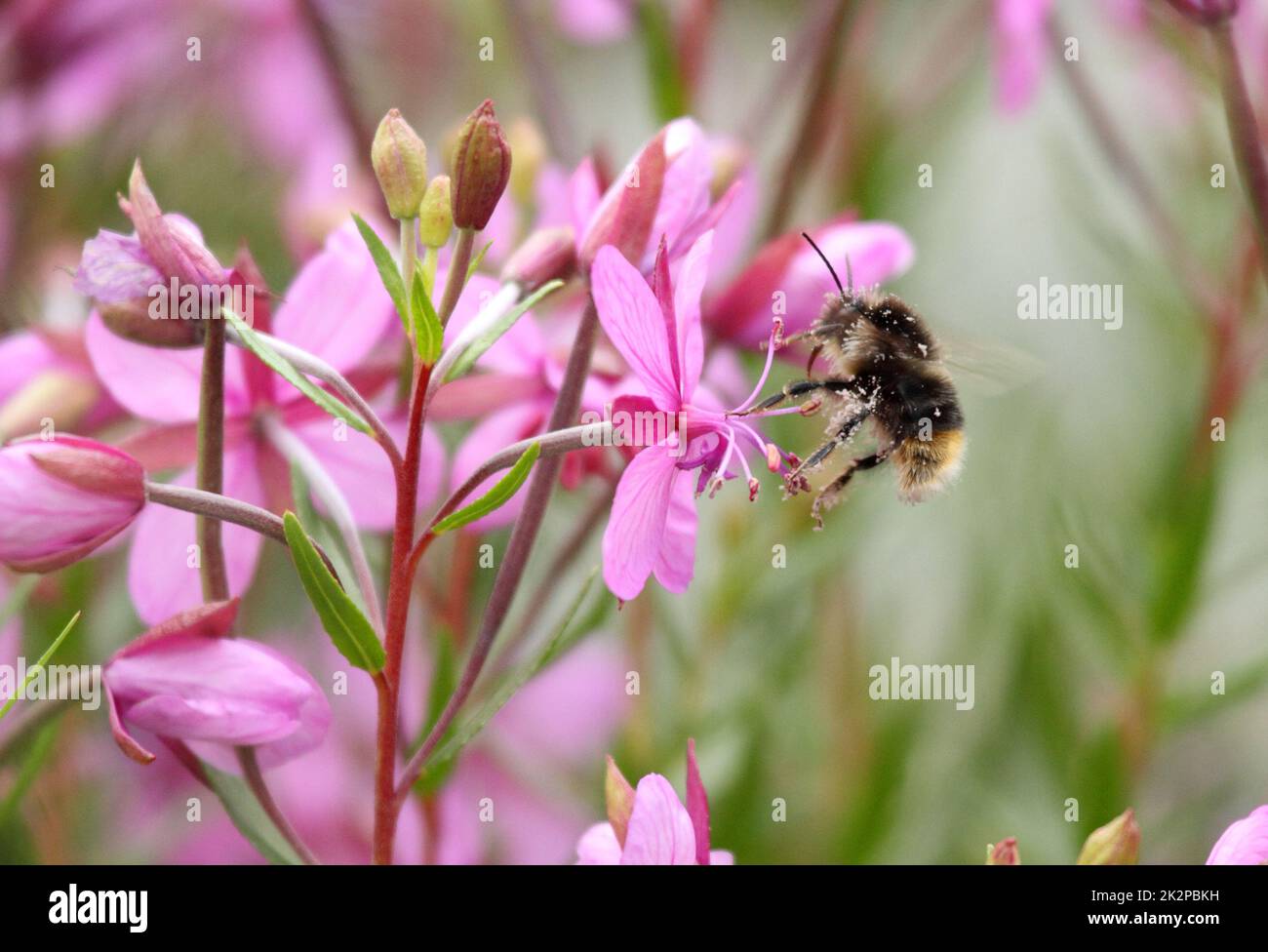 Closeup of a mason bee feeding nectar of pink fireweed flowers Stock Photo