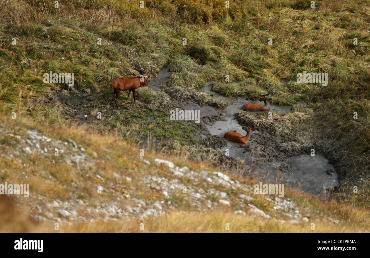 Red deer male and female wallowing in mud in fall during rut Stock Photo