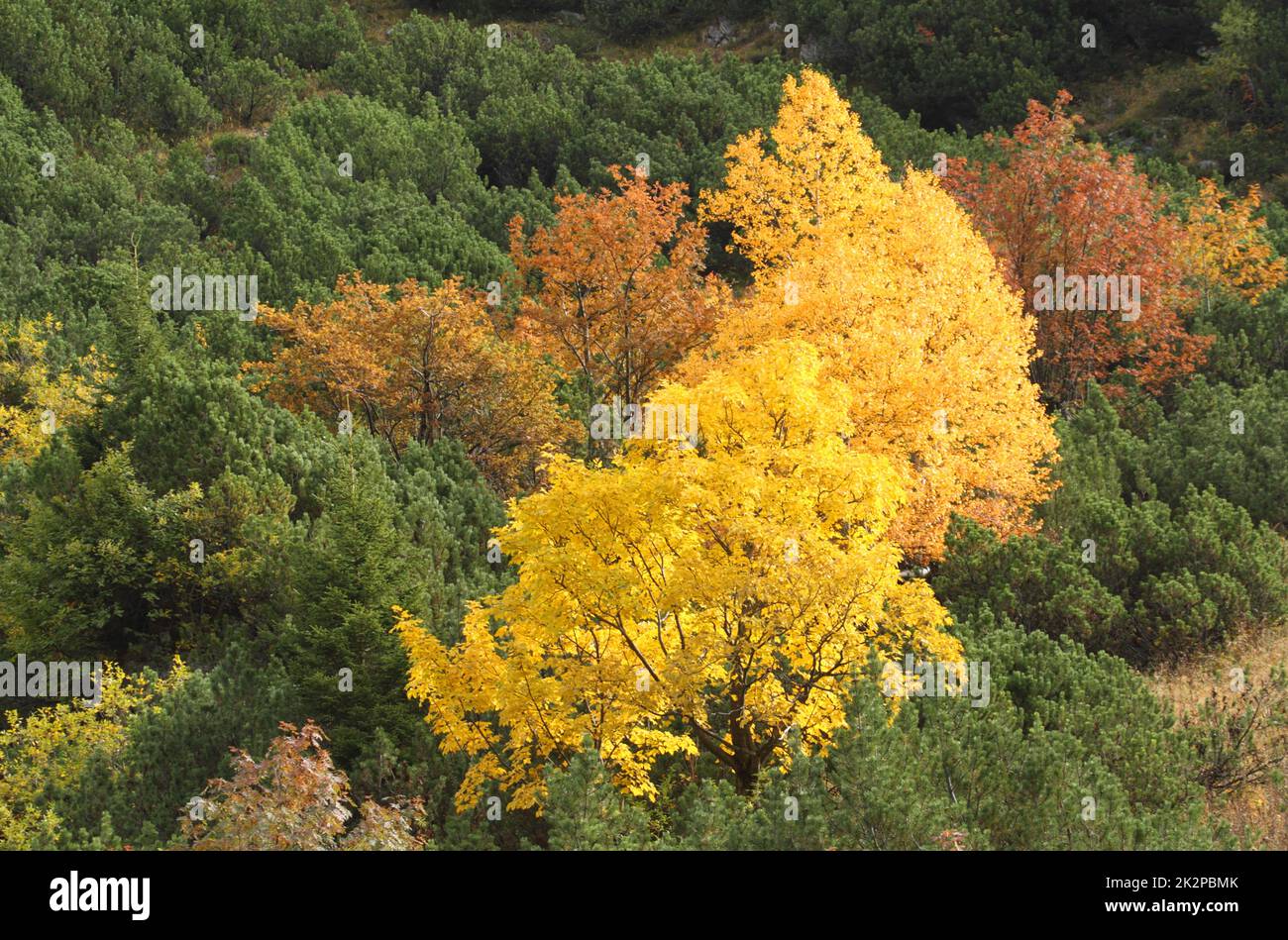Colorful autumn with yellow trees in the Alps mountains Stock Photo