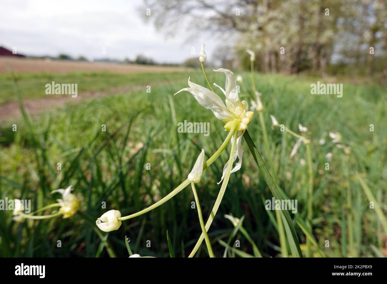 Seltsamer Lauch - Allium paradoxum, blühende Pflanze, Niedersachsen, Deutschland, Oetzen Stock Photo