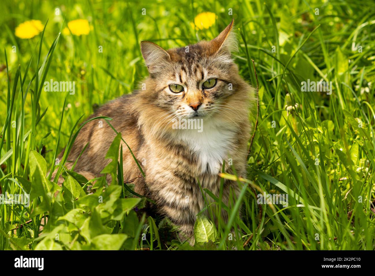 A striped curious cat is looking at the camera Stock Photo
