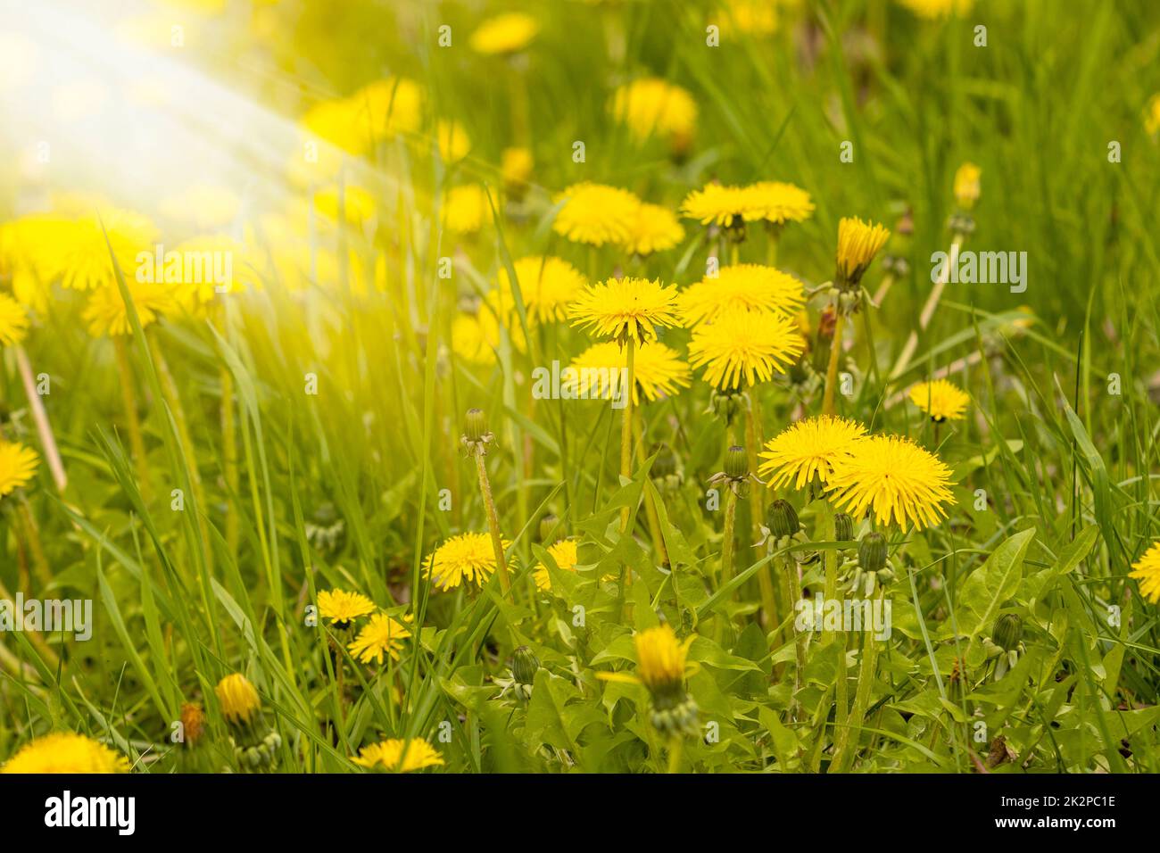 Beautiful flowers of yellow dandelions in sunlight Stock Photo