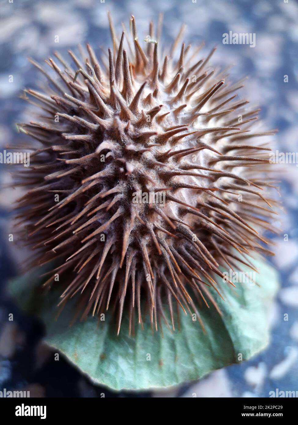Thorny datura fruit close-up Stock Photo