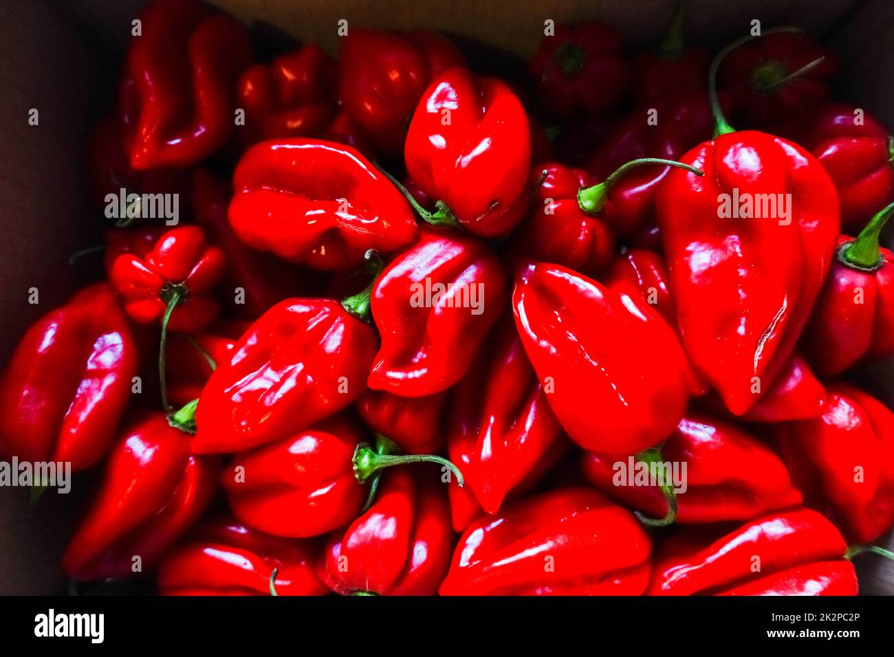 lot of red spicy habanero for a spicy meal Stock Photo