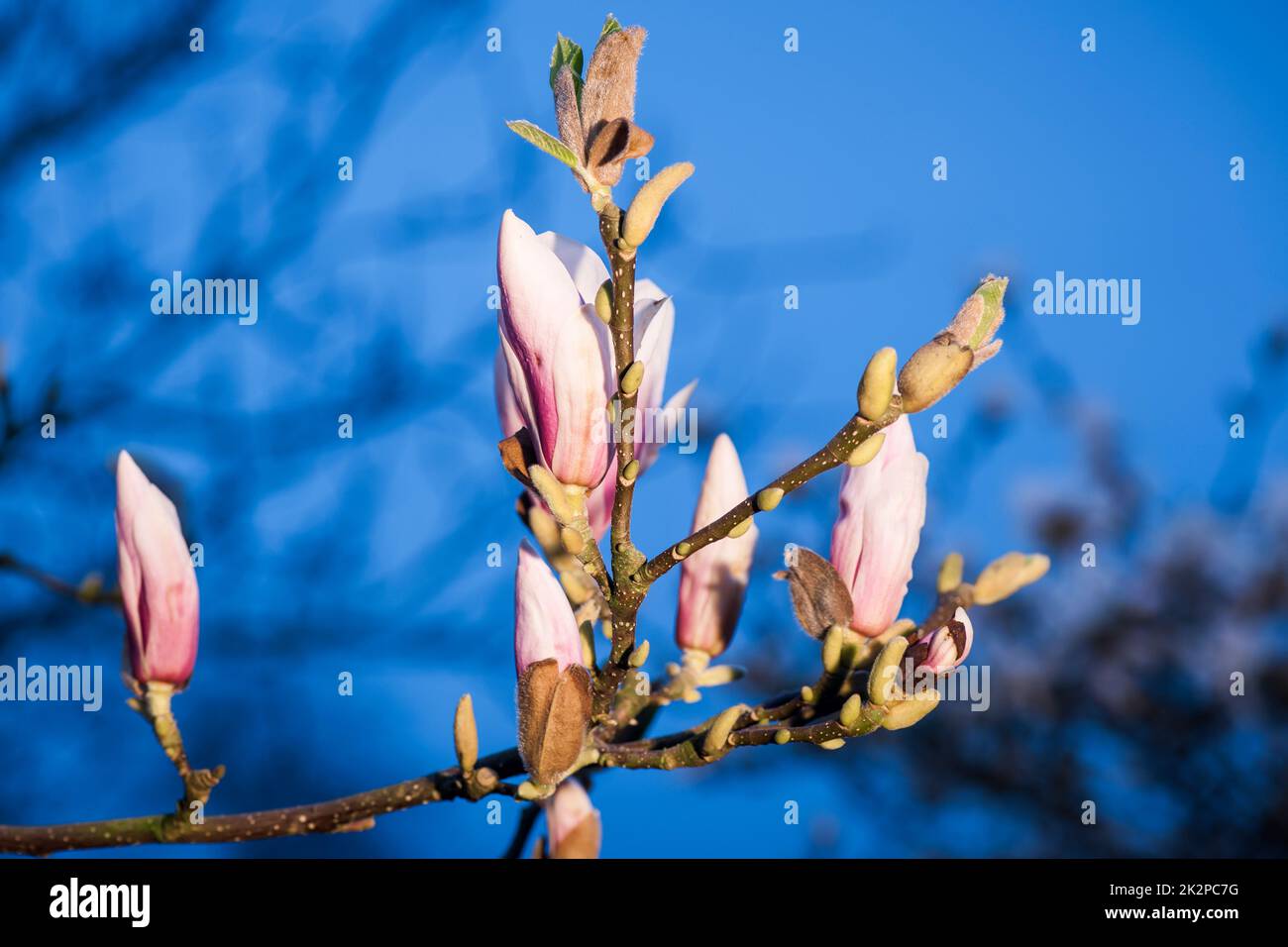 Magnoliy hires stock photography and images Alamy