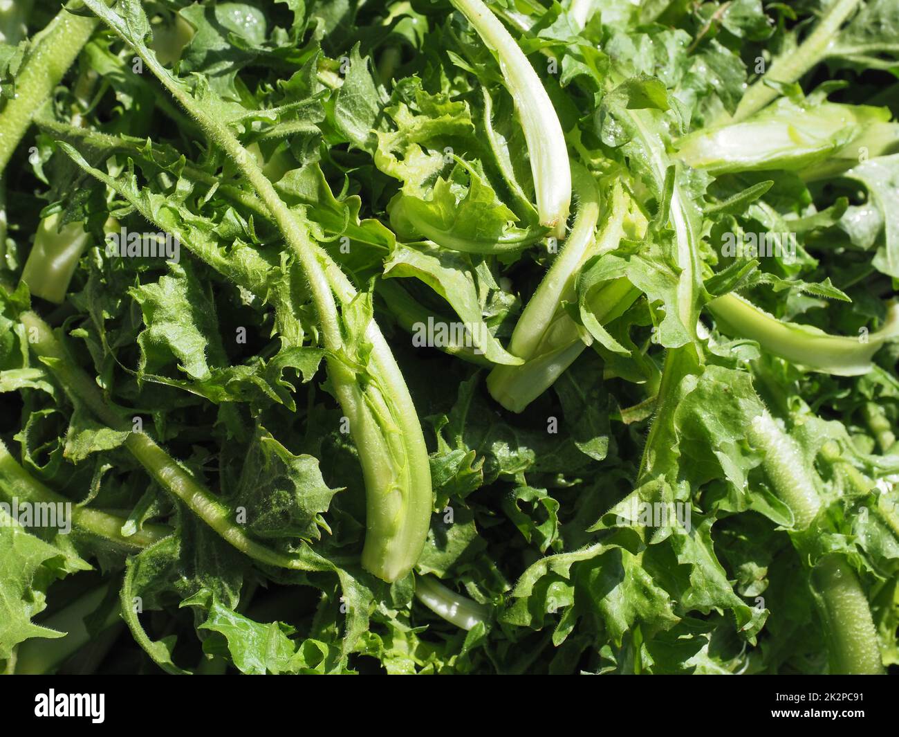 common chicory salad leaves vegetables food Stock Photo