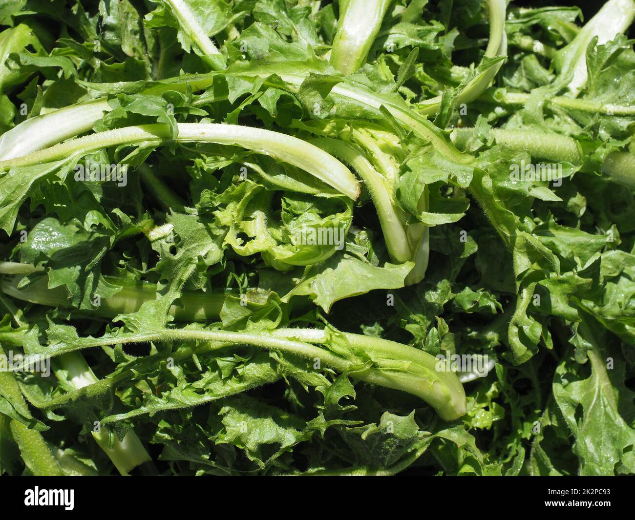 common chicory salad leaves vegetables food Stock Photo