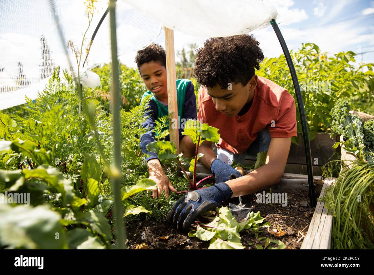 Boys growing vegetables in planter box Stock Photo Alamy