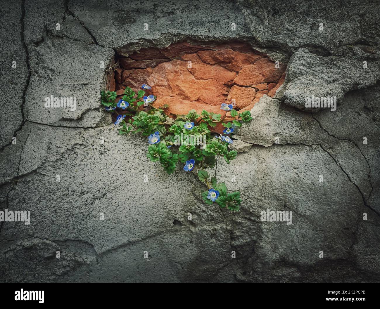 Green blooming plant growing out of a weathered concrete wall. Power of the nature concept, finding a way to grow from beton Stock Photo