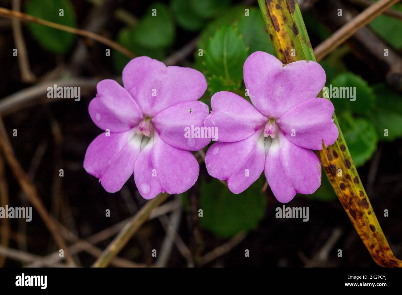Impatiens violiflora in nature, pink purple flowers Single or in pairs Is a herbaceous plant with a height of up to 50 centimeters Stock Photo