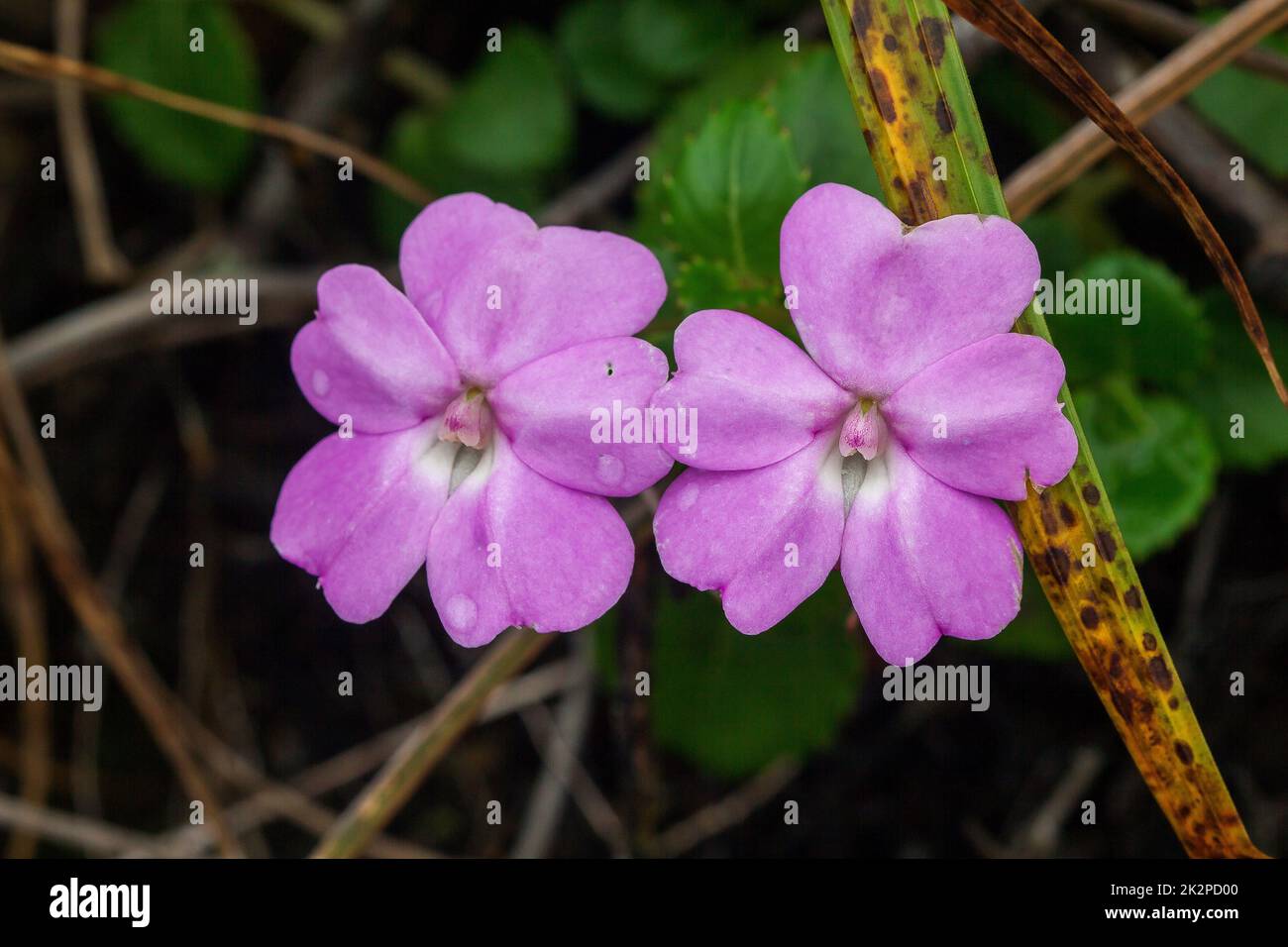 Impatiens violiflora in nature, pink purple flowers Single or in pairs Is a herbaceous plant with a height of up to 50 centimeters Stock Photo