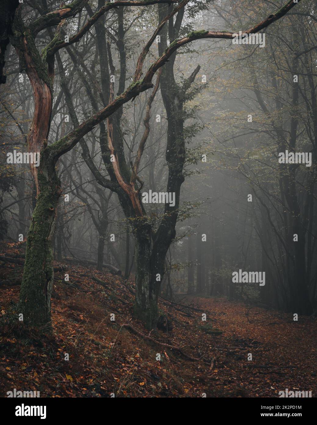 A vertical shot of big trees in a dark foggy forest with orange leaves ...