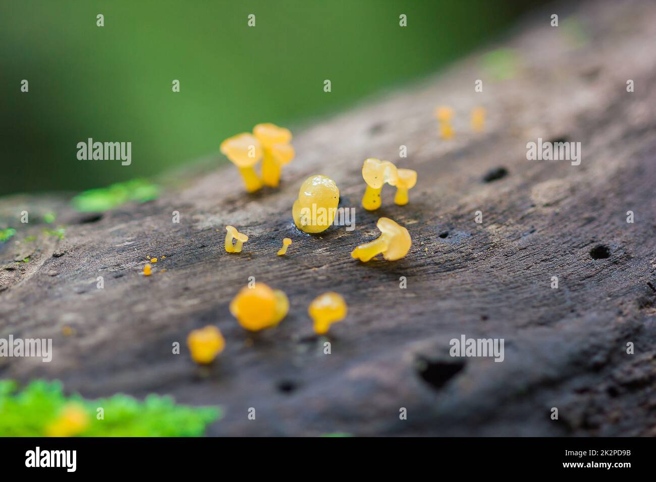 Yellow fungus on dry wood in the forest Stock Photo Alamy