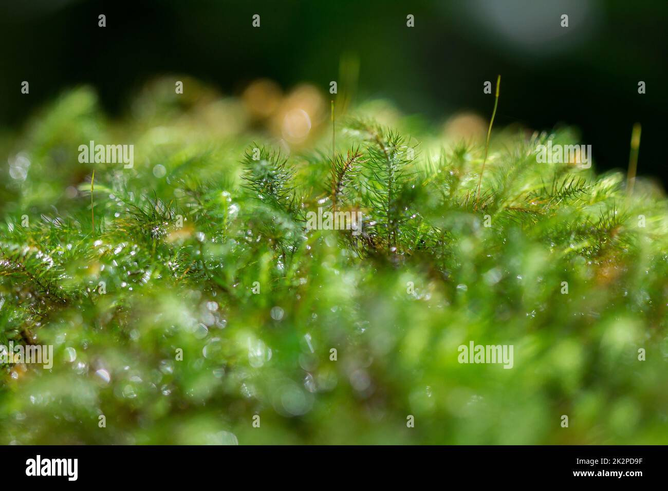 Folded Drops in Moss main image 1