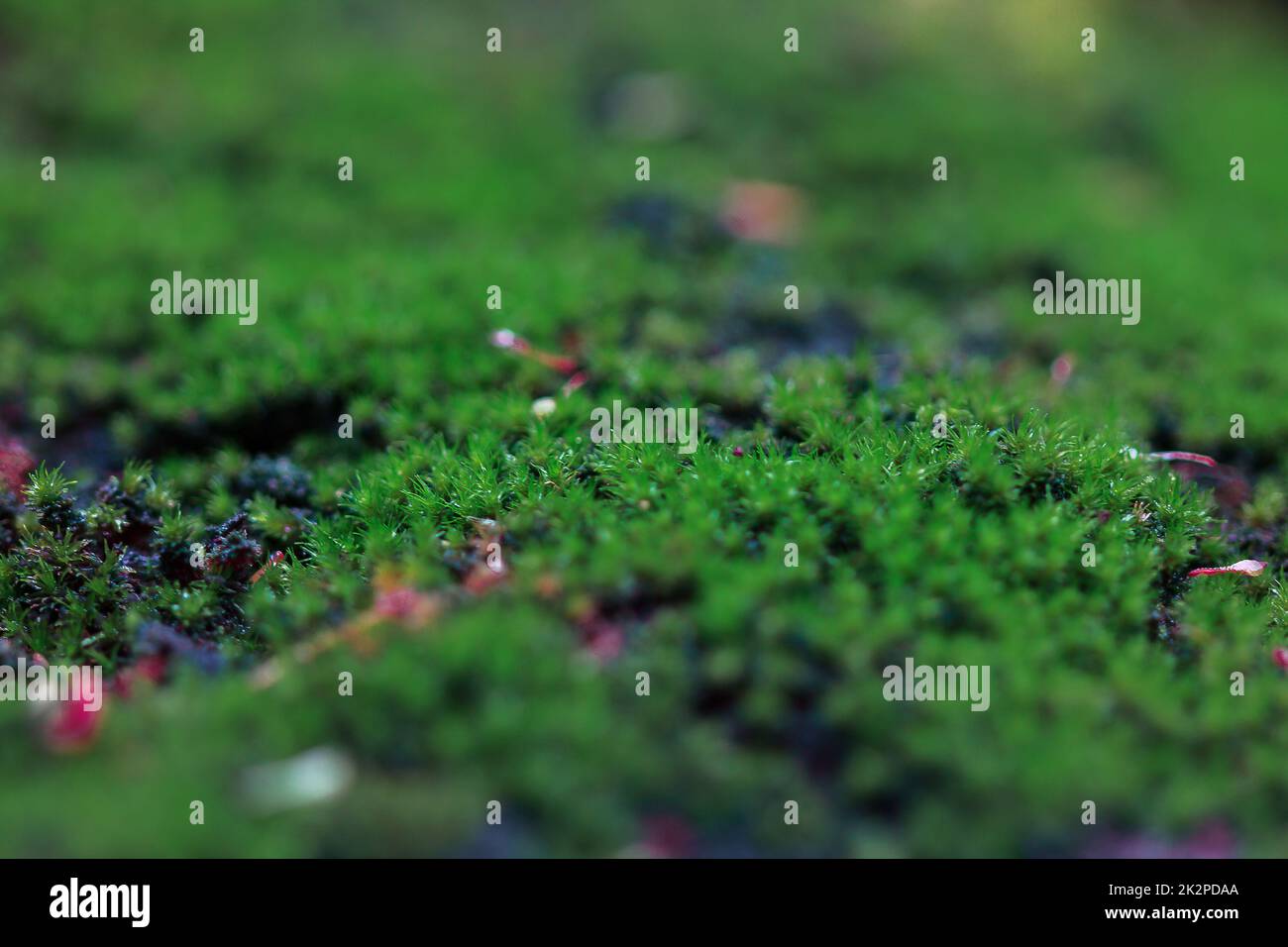 Folded Drops in Moss