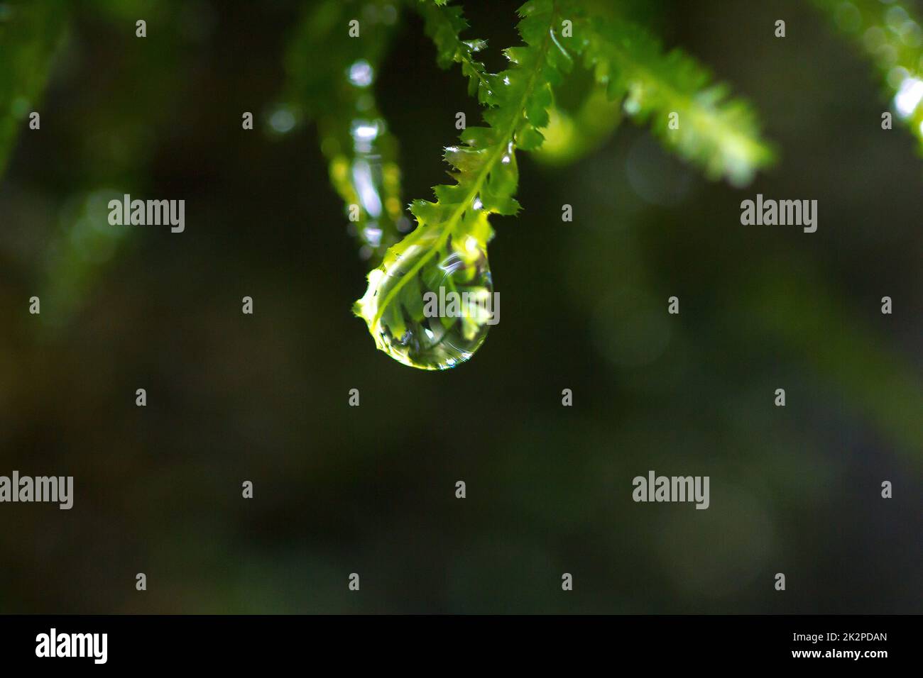 Drops of water are at the ends of the moss leaves Stock Photo Alamy