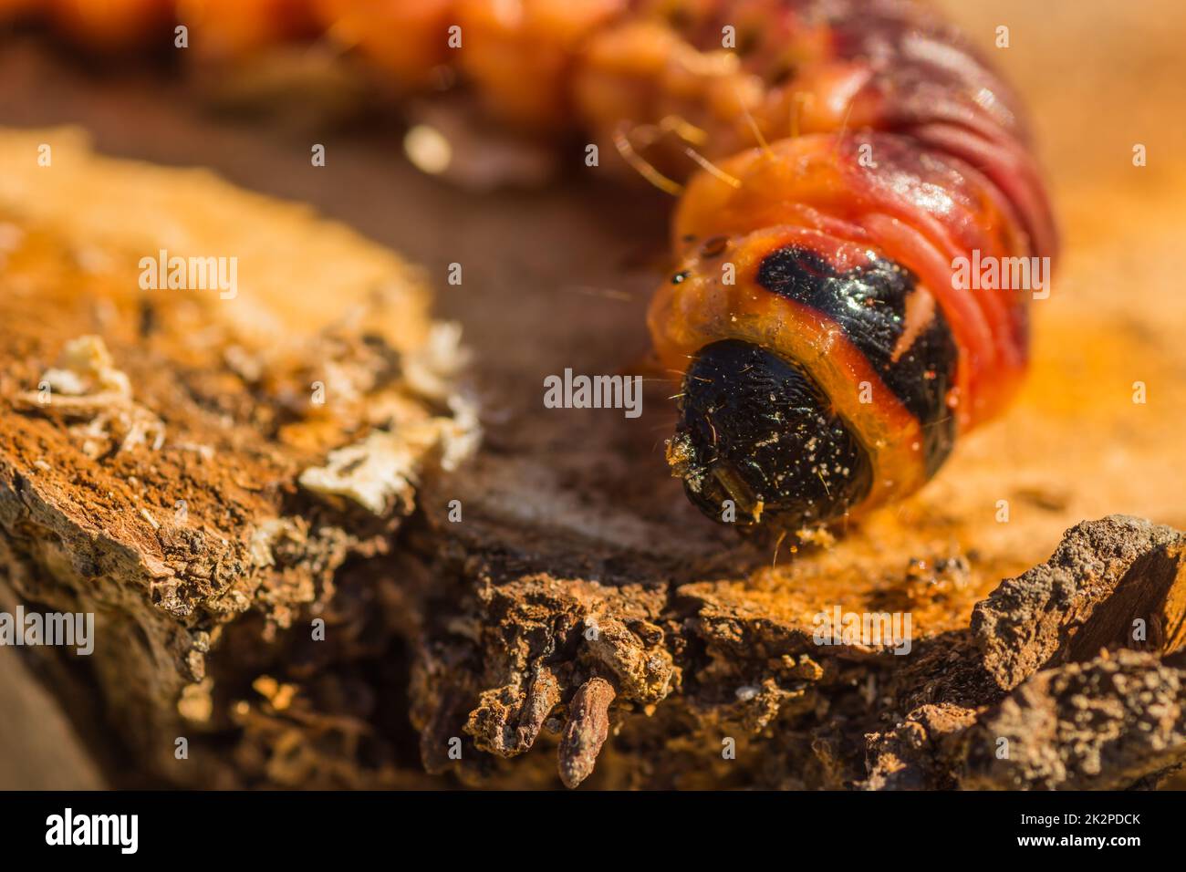 large goat moth caterpillar on a willow tree trunk in the sun detail Stock Photo