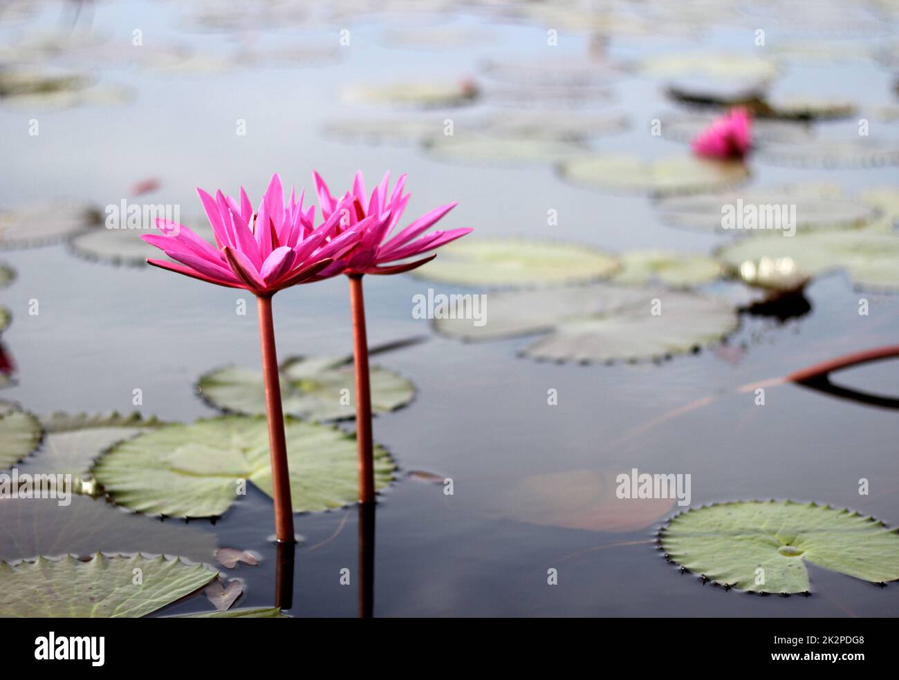 Full bloom pink lotus in the lake Stock Photo