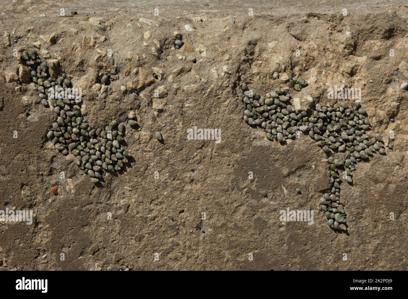 Periwinkles shells hi-res stock photography and images - Alamy