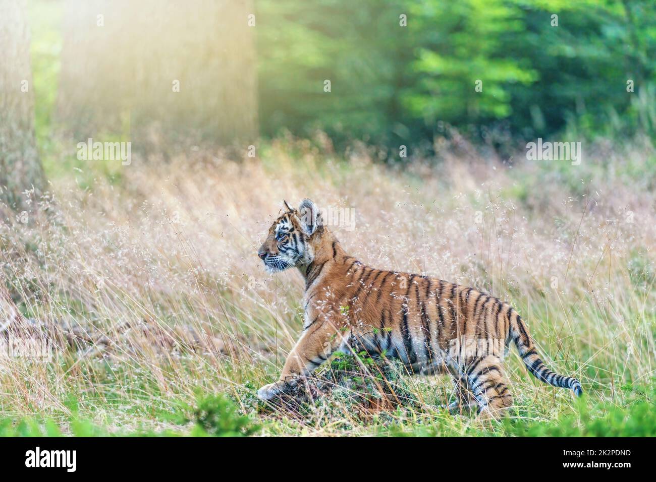 Bengal tiger cub is posing in the grass. Stock Photo