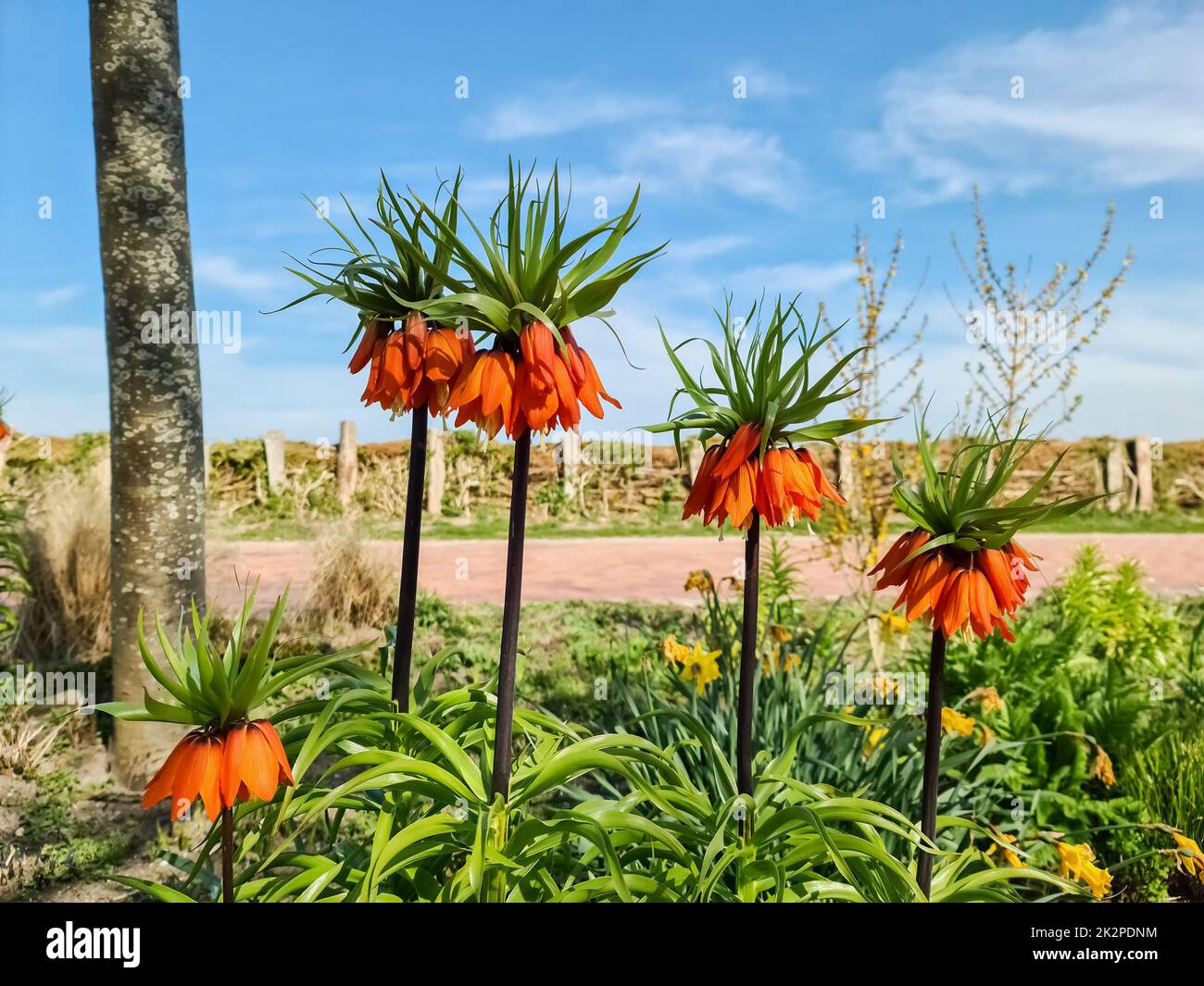 Beautiful red Fritillaira imperialis flowers against blue sky in flower bed. Stock Photo