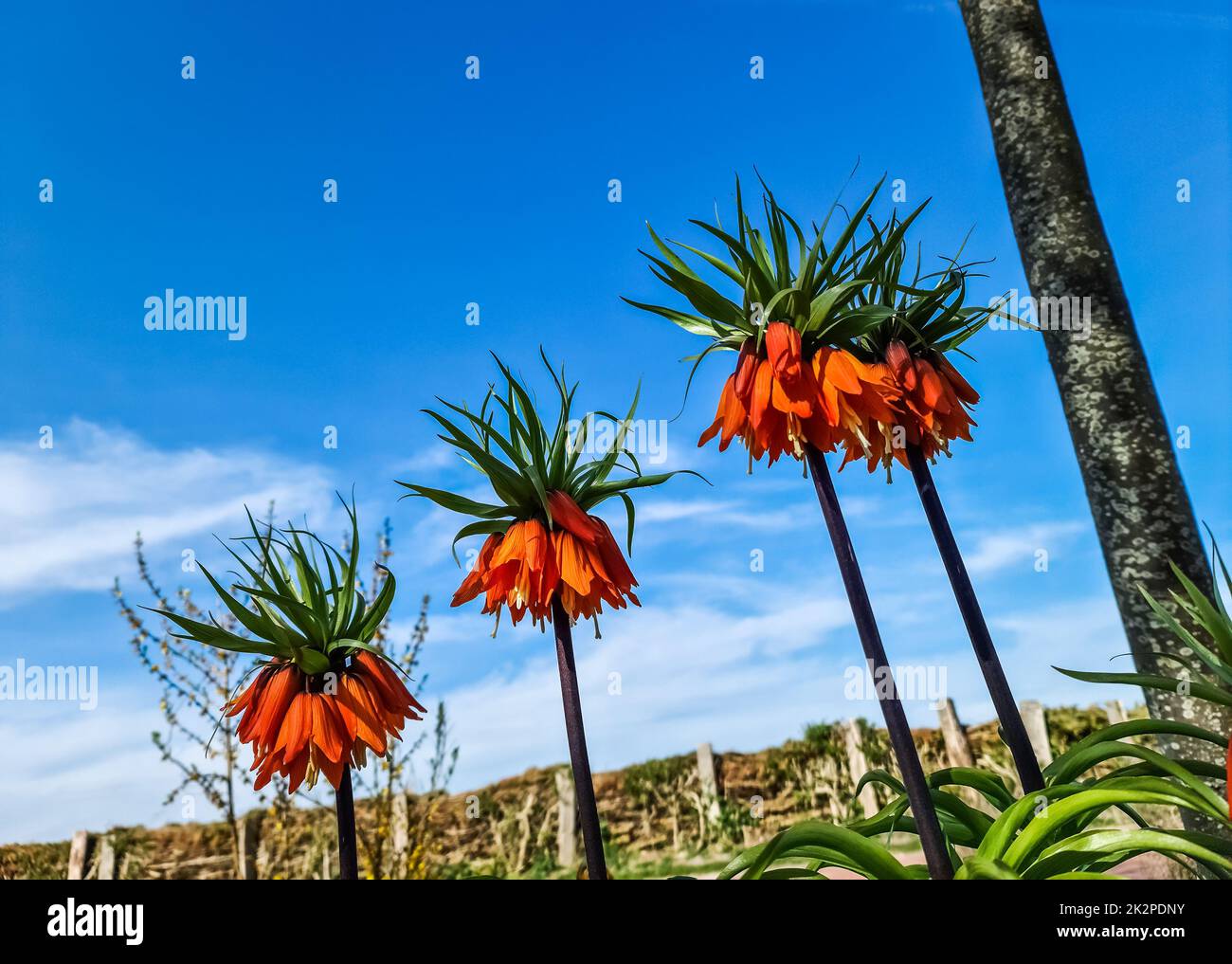 Beautiful red Fritillaira imperialis flowers against blue sky in flower bed. Stock Photo