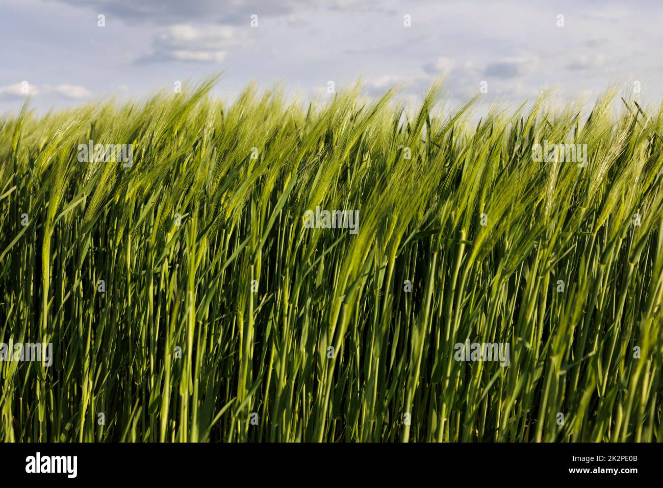 green barley Stock Photo
