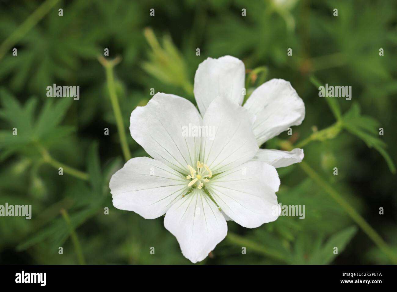 White cranesbill flowers in close up Stock Photo