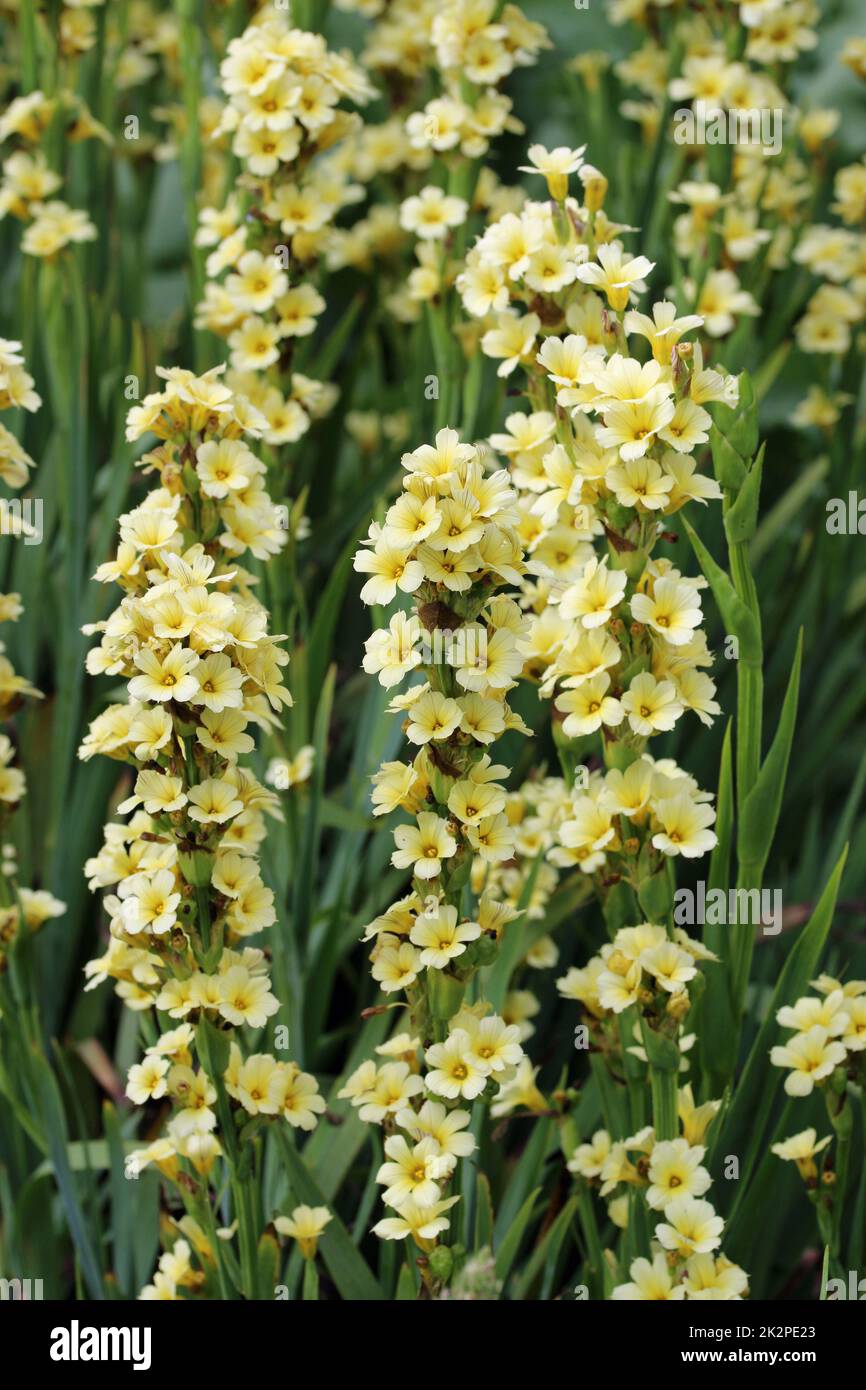 Flowering spikes of pale yellow eyed grass Stock Photo