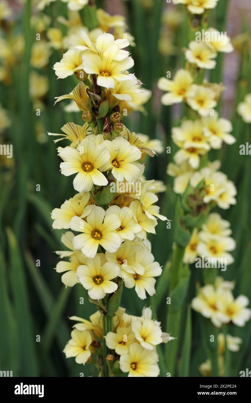 Flowering spikes of pale yellow eyed grass in close up Stock Photo