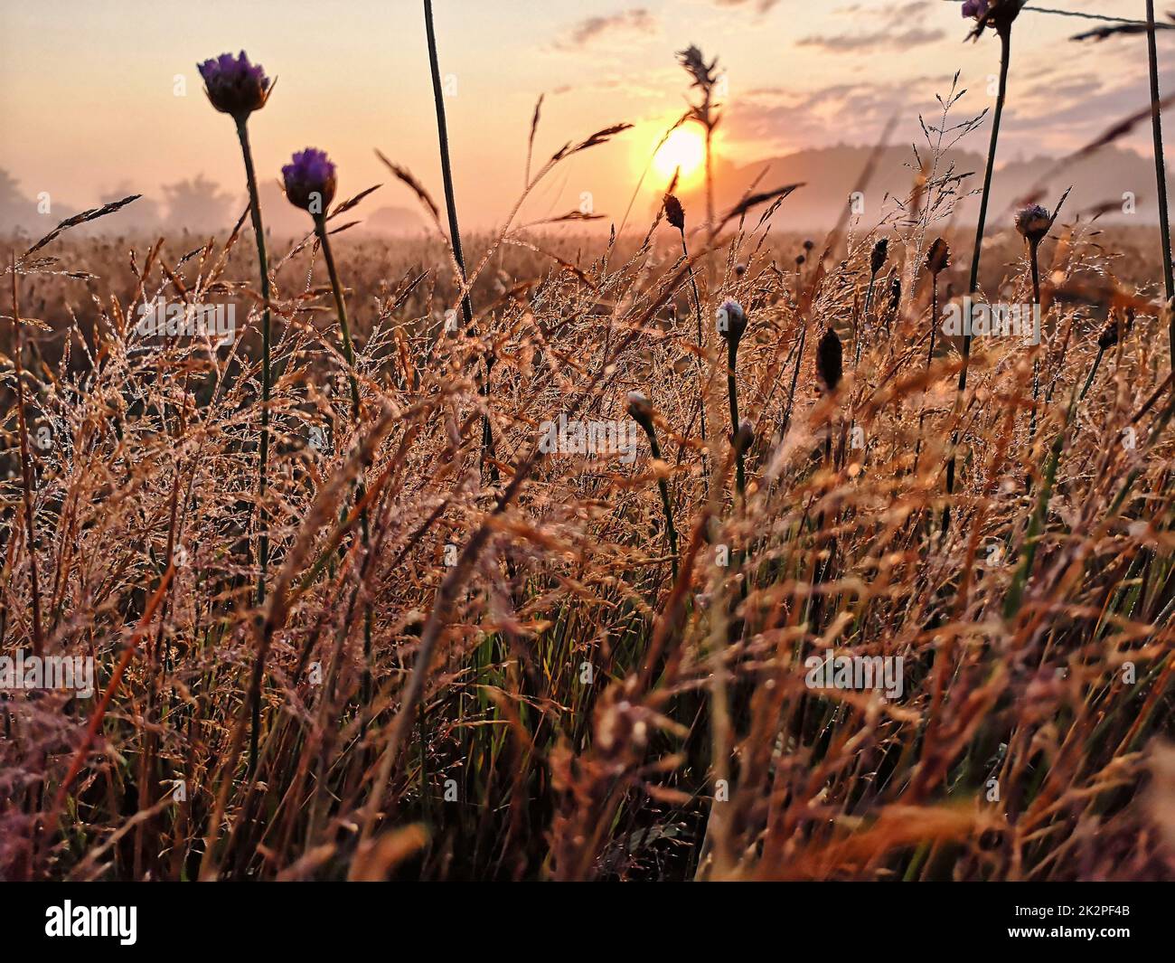Meadow in the sunrise Stock Photo