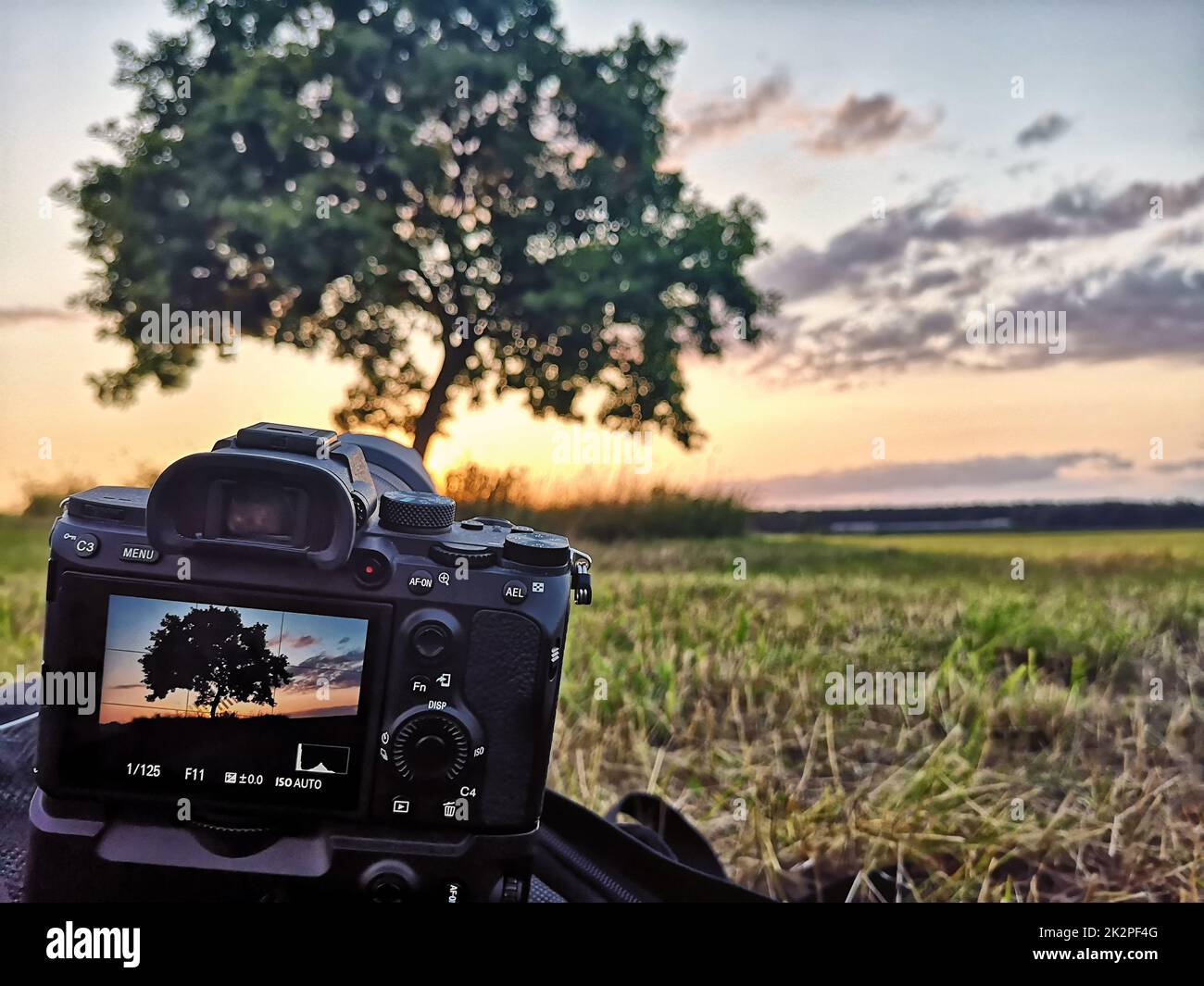 Oak Tree in Sunset Stock Photo - Alamy