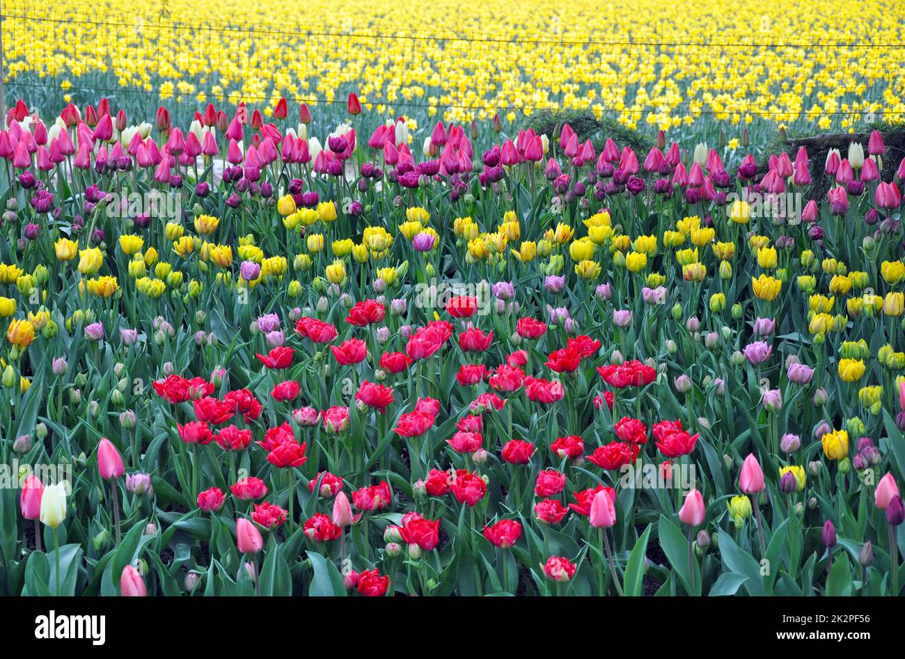 Colorful tulips field Stock Photo - Alamy