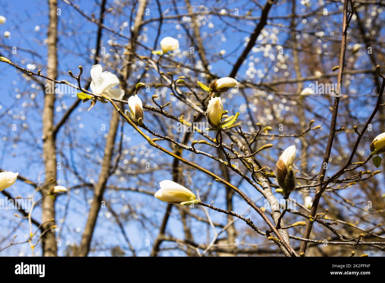 Blossoming white Magnolia kobus flower close-up in spring Stock Photo
