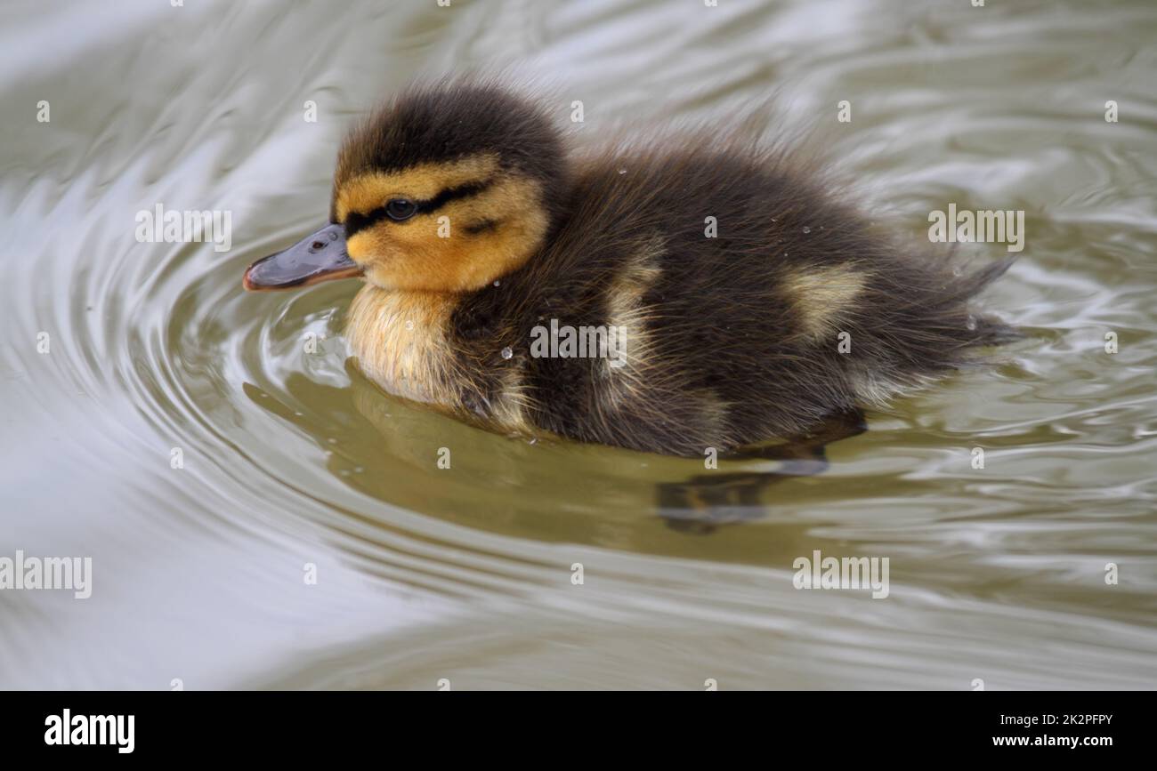 Mallard duckling swimming in natural environment on a lake Stock Photo