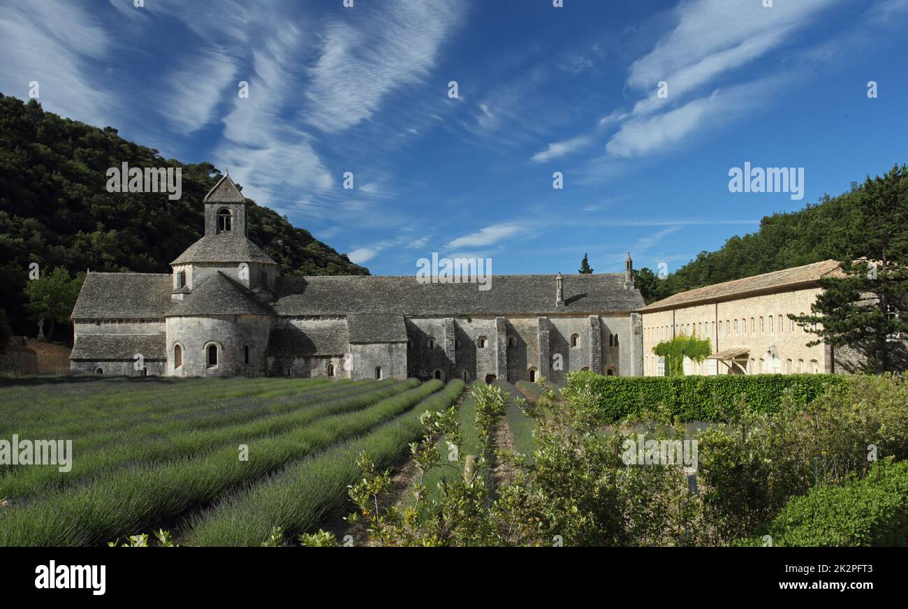Cistercian Abbey of Senanque and blooming rows of lavender. Gordes, Vaucluse, Provence - France Stock Photo