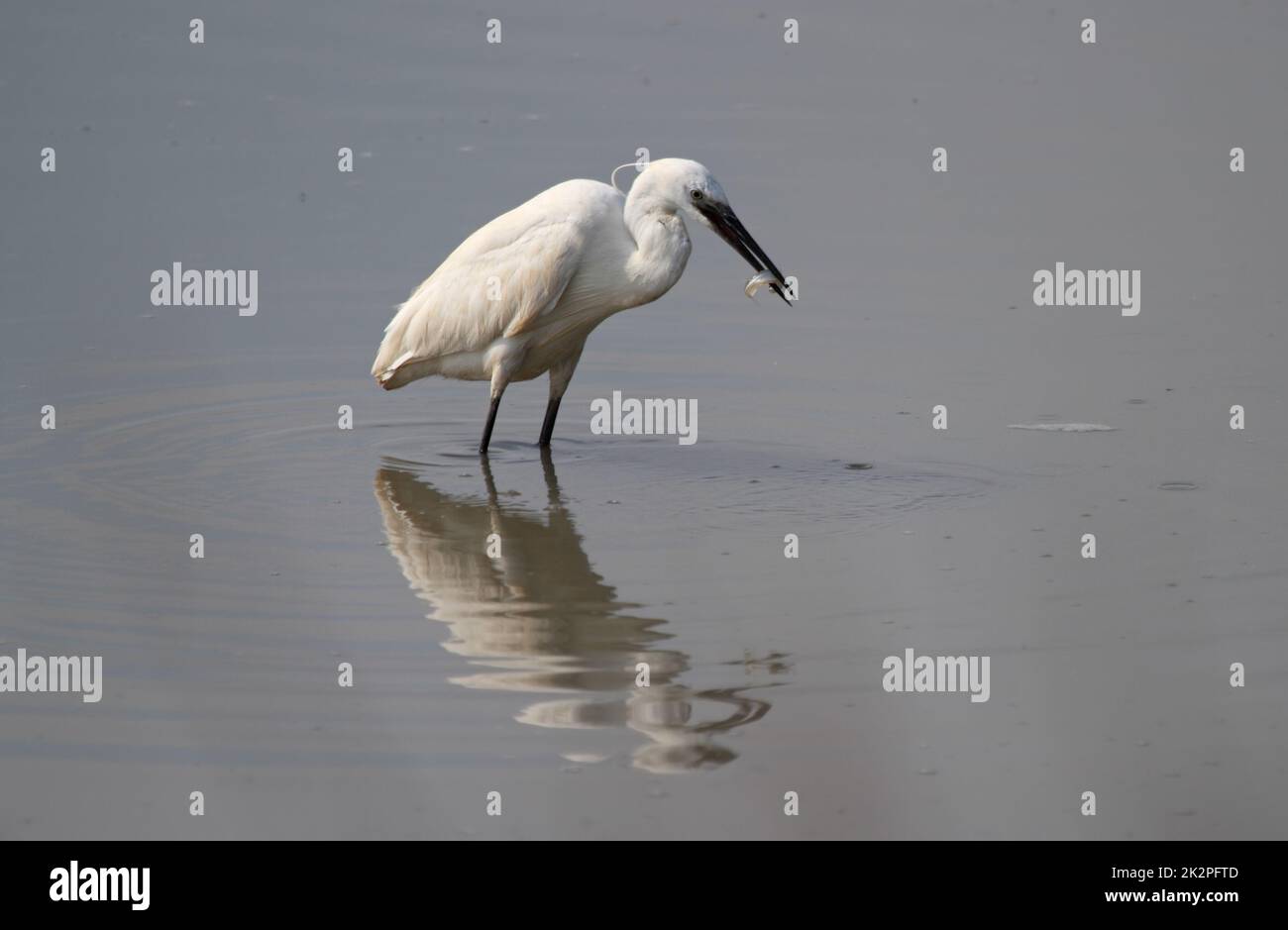 Little Egret with a fish catch at Camargue, France Stock Photo