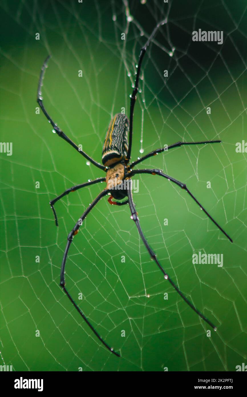 Golden Orb-weaver Spider Knit large fibers along the vertical line between the trees. Female is 40-50 mm in size. Stock Photo