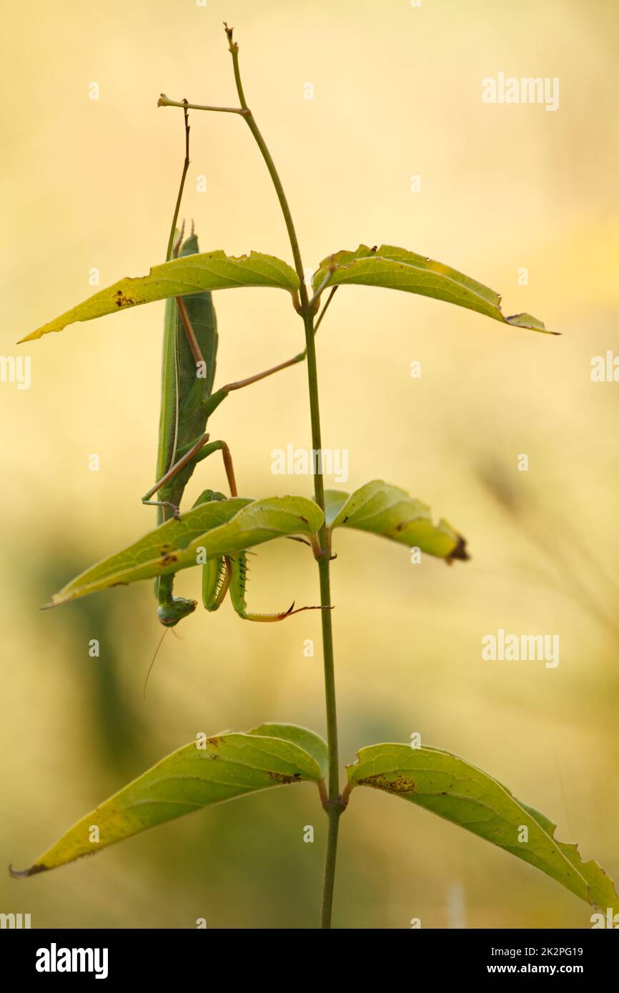Praying mantis is hanging head down on a flower Stock Photo