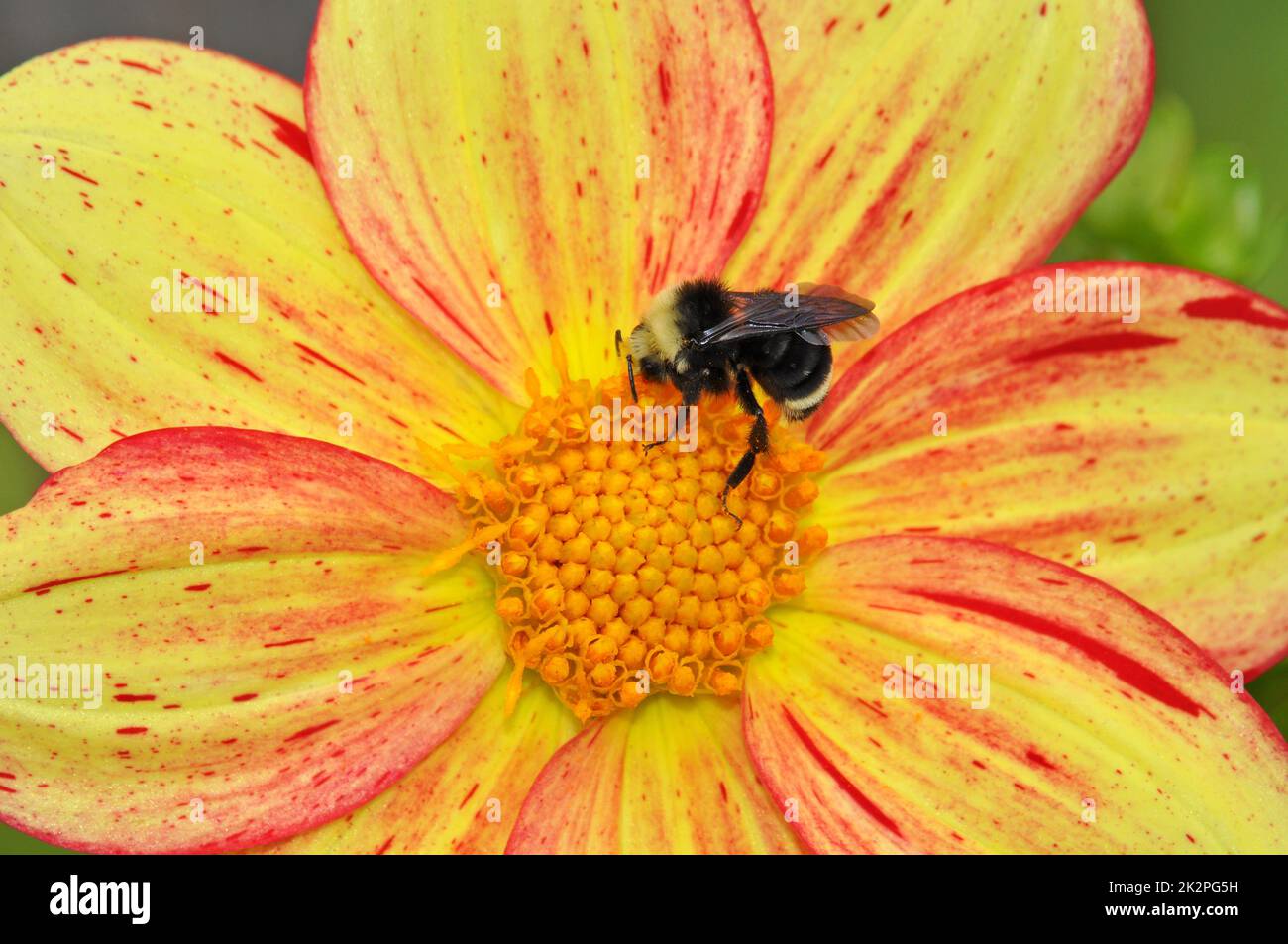Queen bee on flower Stock Photo