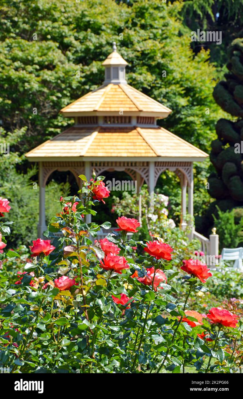 Red roses and gazebo Stock Photo Alamy