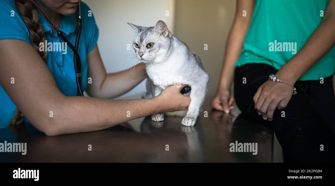 Sick cat being examined by a vet doctor in a veterinarian clinic Stock ...