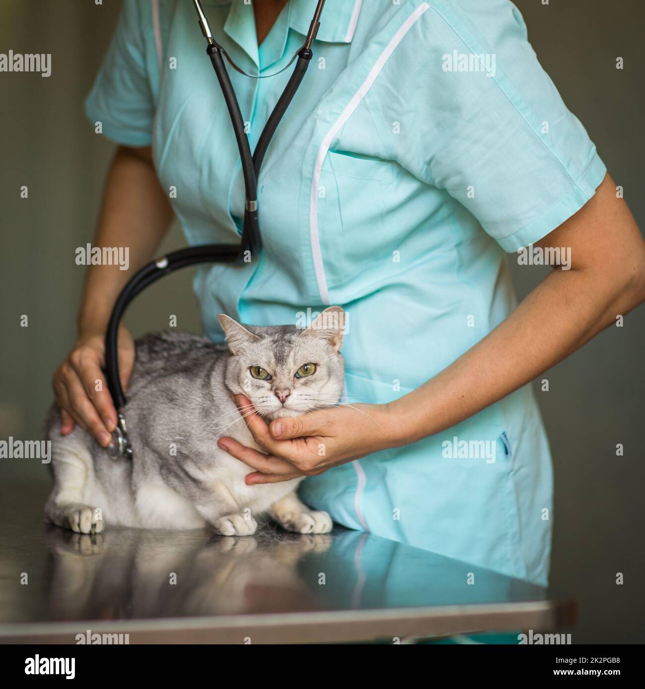 Sick cat being examined by a vet doctor in a veterinarian clinic Stock ...