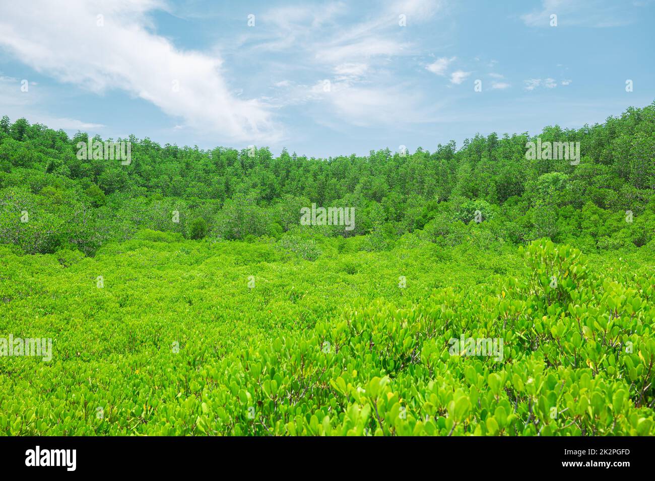 Group of tree background with sunny day blue sky white clouds Stock Photo