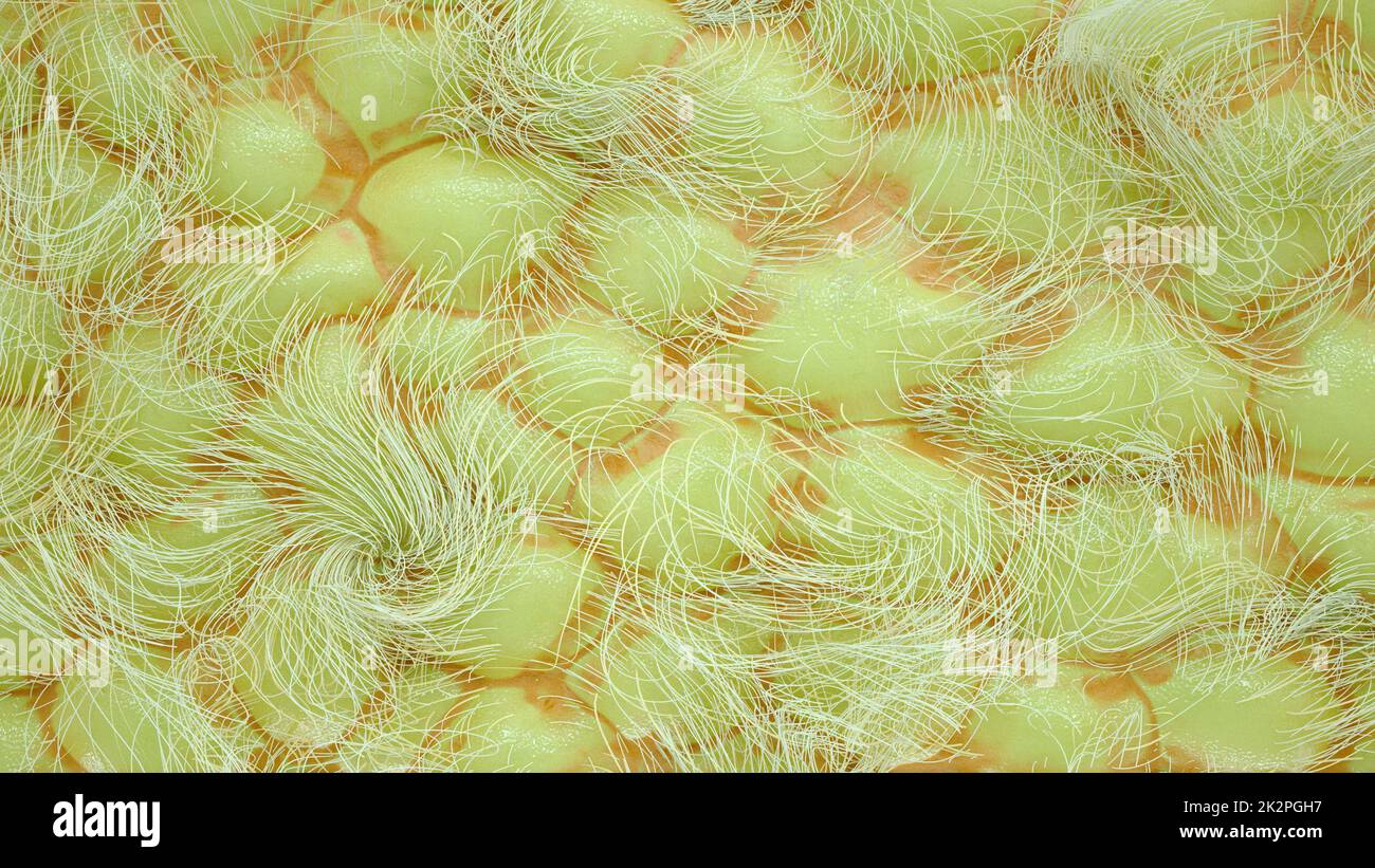 Fat cells of a human body - 3D Rendering Stock Photo - Alamy