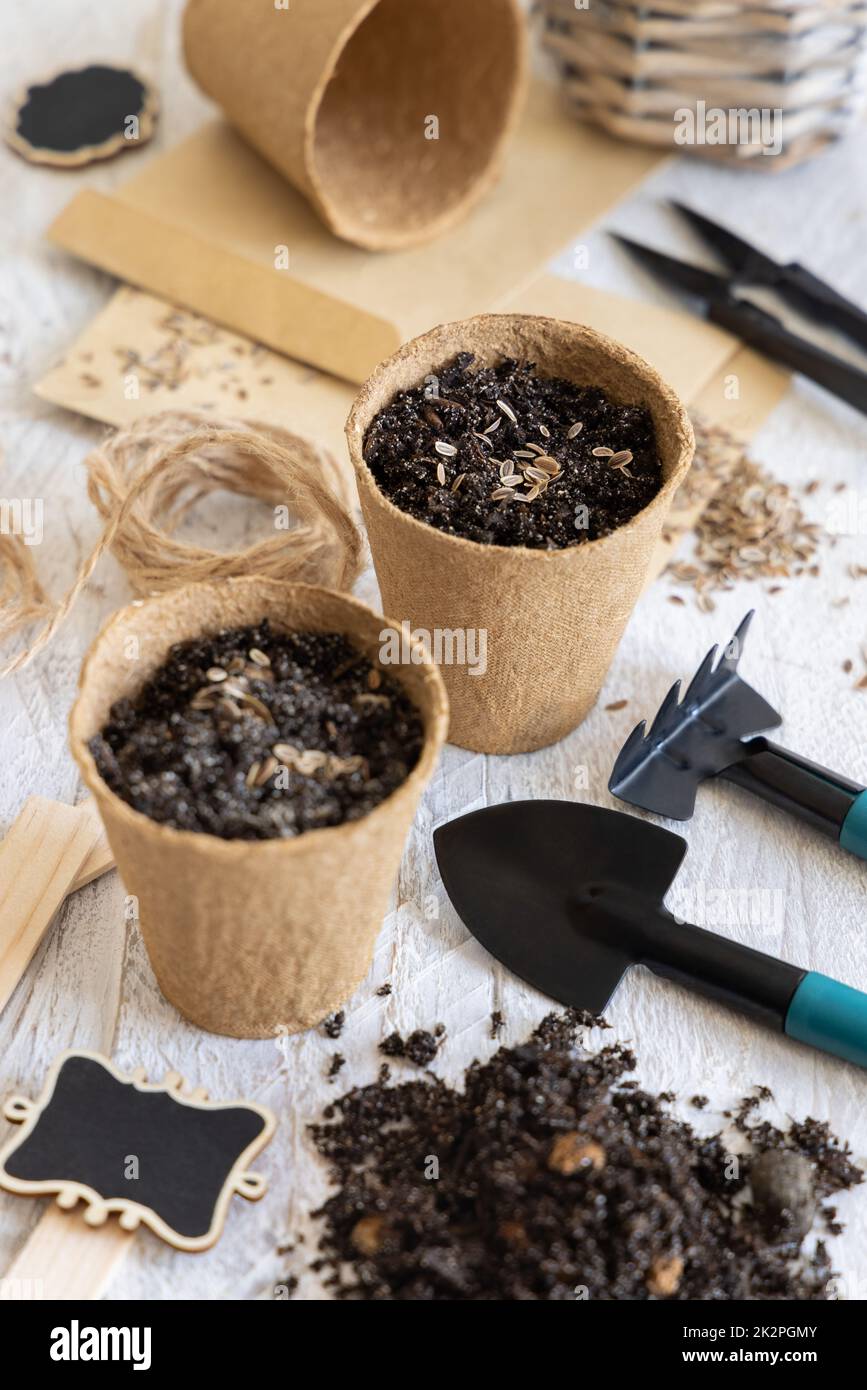 Dill seeds, biodegradable pots and garden tools close up. Indoor